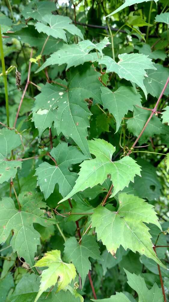 IMG_20180708_112923701_HDR