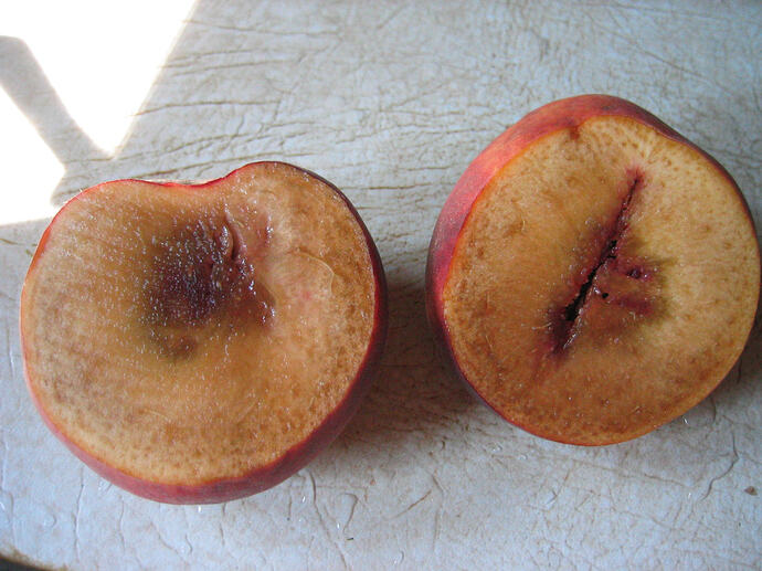 bad peach. Rots before ripen
