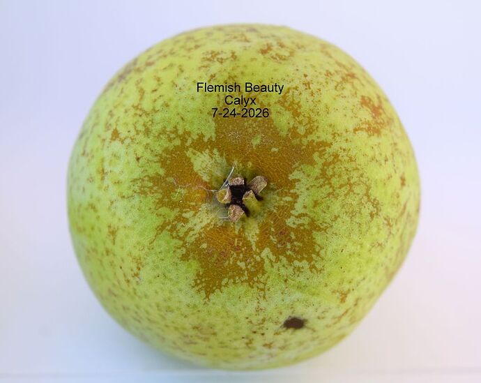 Flemish Beauty Calyx 7-24-2026 2RS.JPG