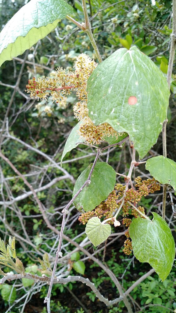 IMG_20160326_162501299