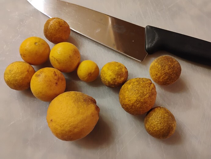 trifoliate orange fruit