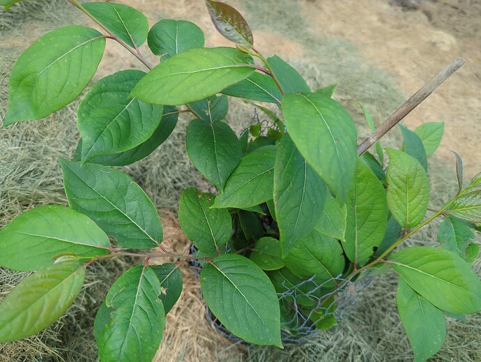 1753557483760732811824041379765