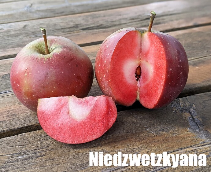 Niedzwetzkyana_2025