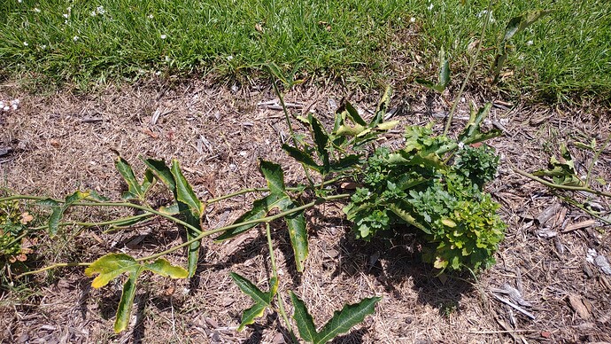 IMG_20250707_123611576