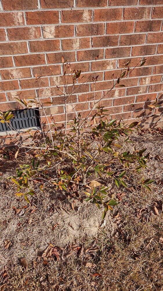 IMG_20251221_122500220_HDR