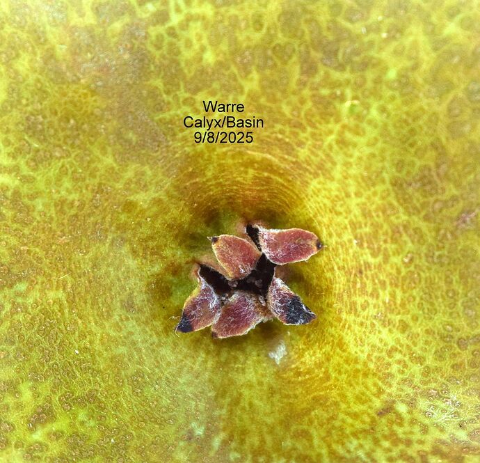 Warren Calyx 9-8-2025RS