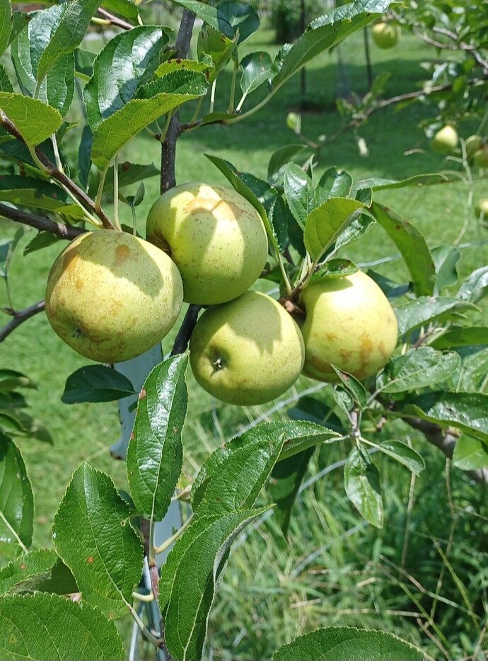 Screenshot_20250724_121504_Gallery