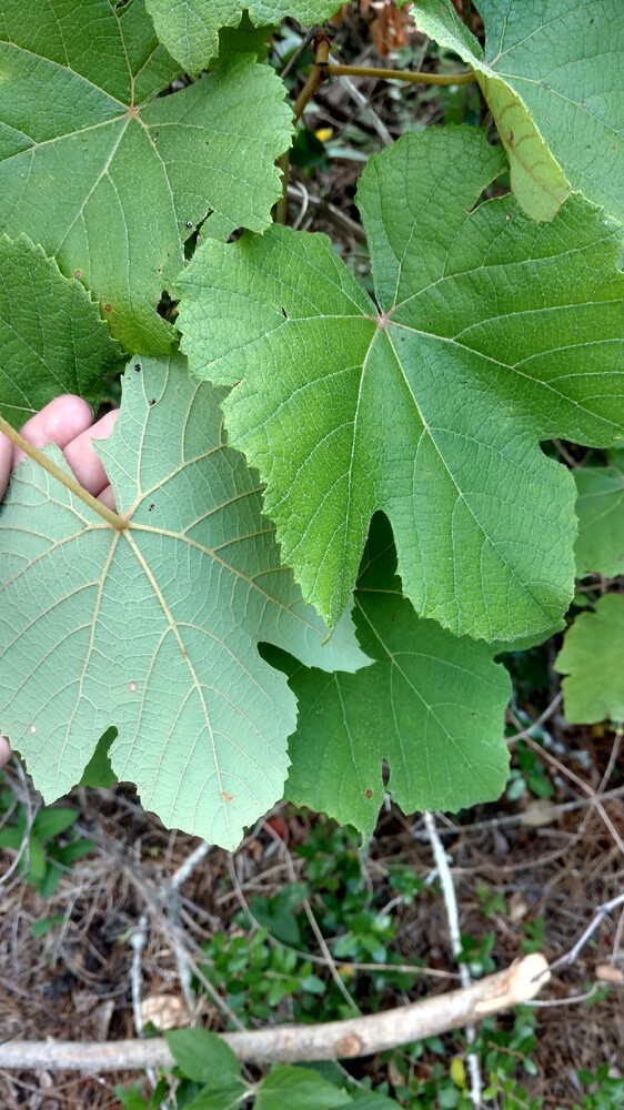 IMG_20170519_170032163_HDR