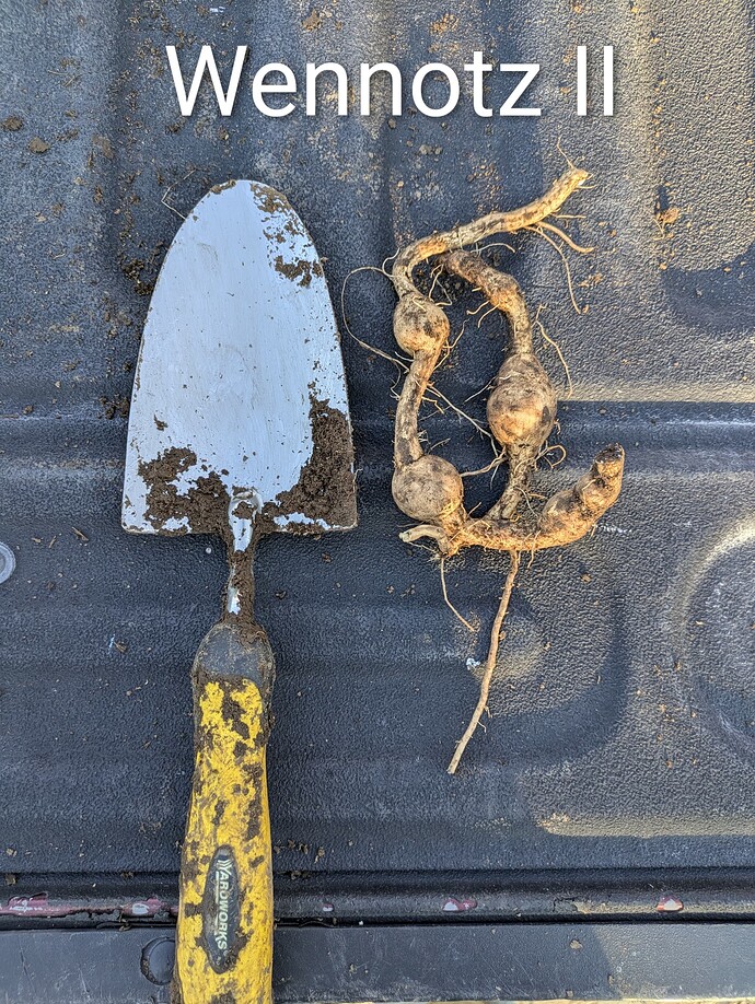 Wennotz II