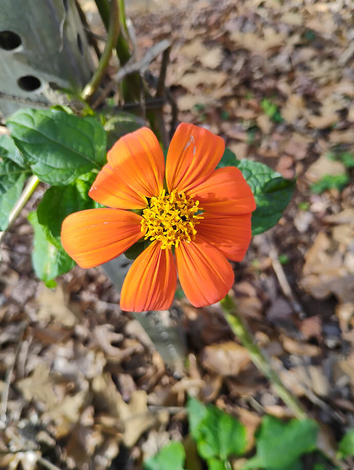 tithonia.