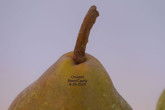 Onward Stem 8-29-2025RS