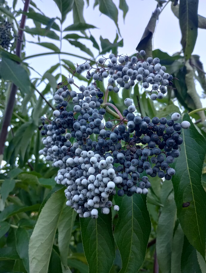 IMG_20250813_193638732_HDR