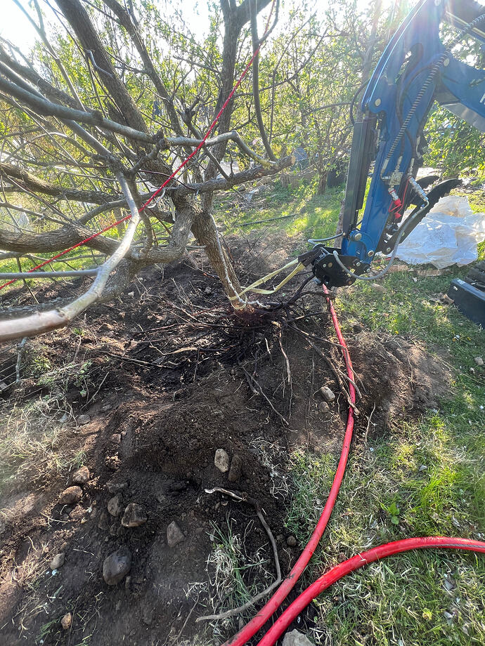 Digging_juju_04-23-2026