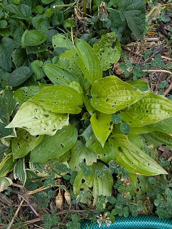 PXL_20250724_214756451