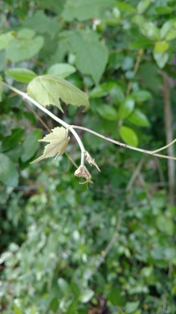 IMG_20180519_094954184