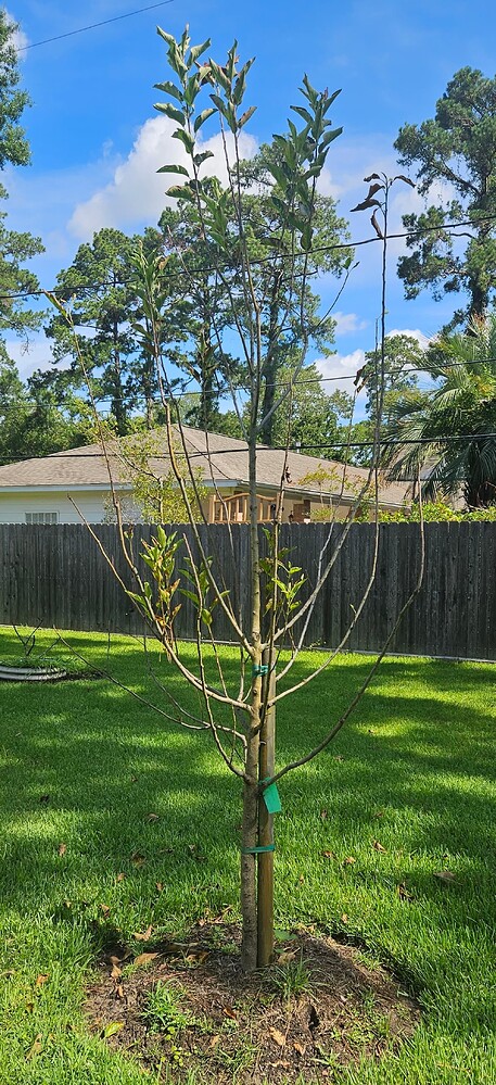 Apple Tree