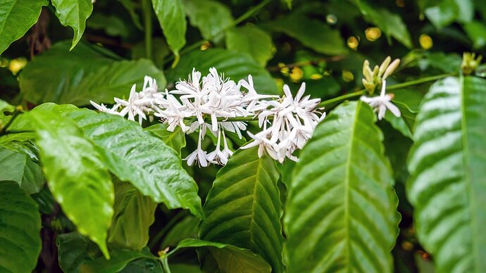 The branch boasts glossy, deep green elliptical leaves with prominent veins, while its delicate, waxy white flowers, clustered in small groups, feature five slender, snow-white petals surrounding a central cluster of golden stamens.