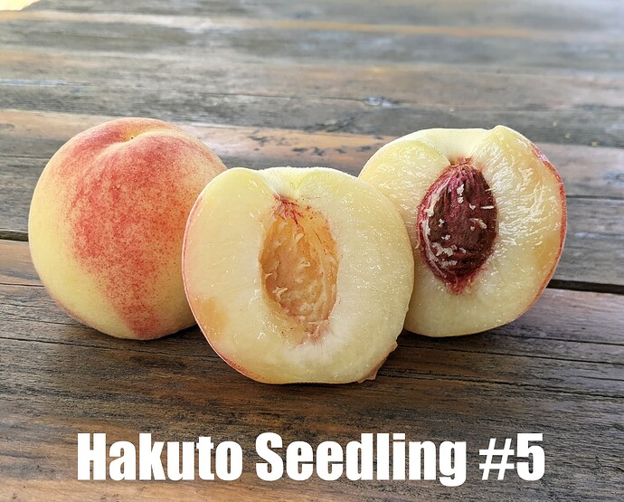 Hakuto Seedling #5_2025