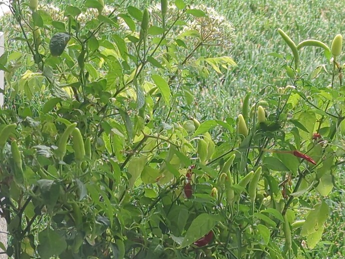 17512111026158693308110353375509