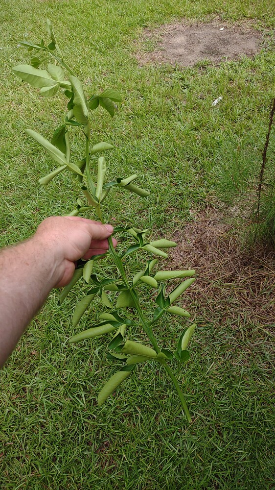 IMG_20250707_101858319