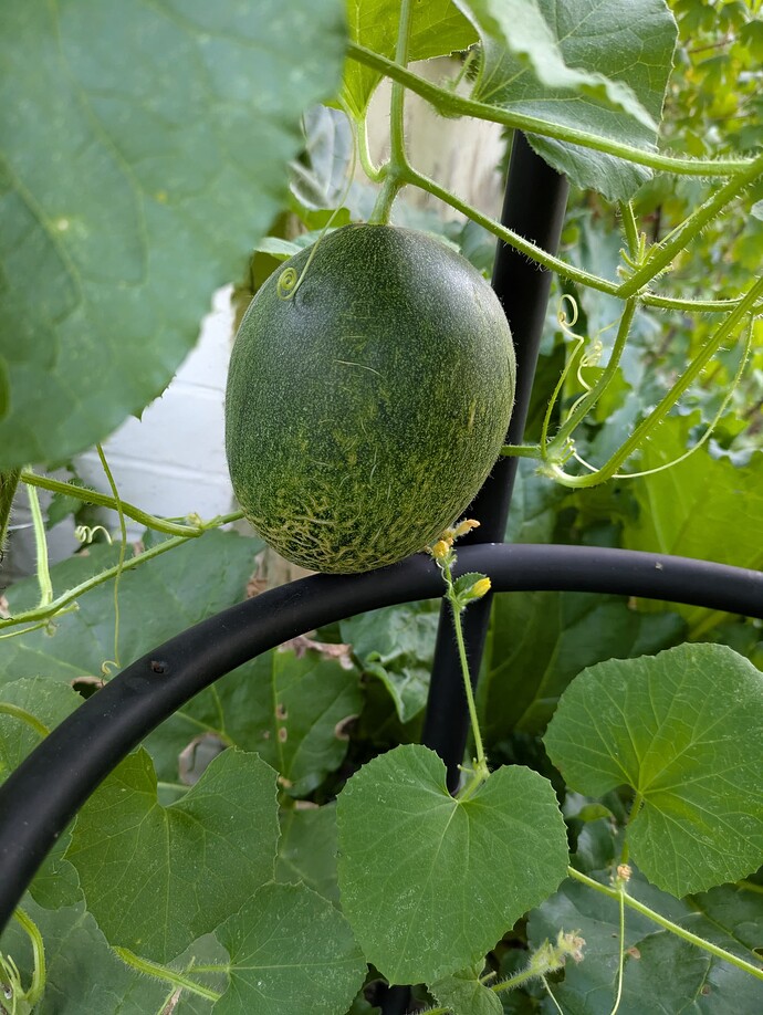 PXL_20250724_233328718