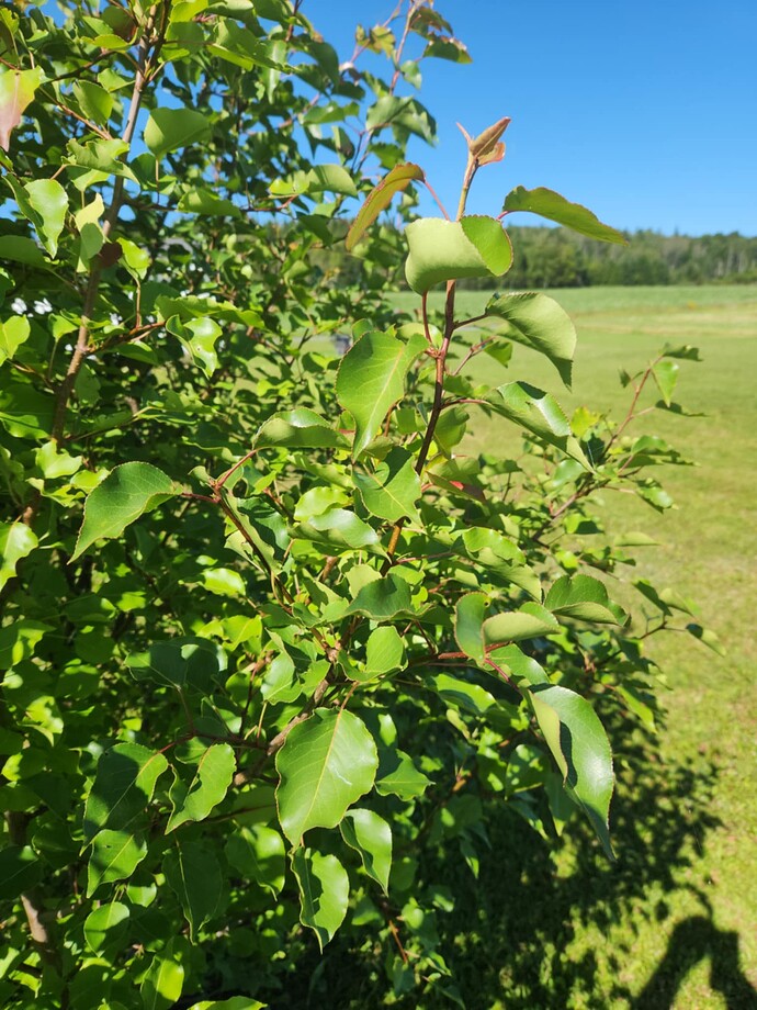 Messenger_creation_5F3C2C77-069D-4EC8-A1A4-AAAFDECE5630