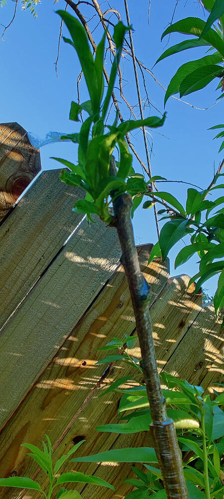 IMG_20260325_0846261
