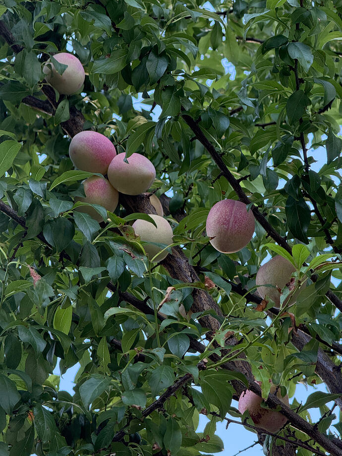 IMG_6765