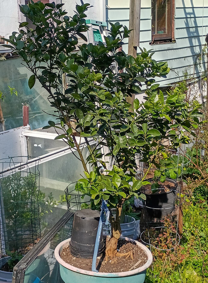 IMG_20260409_163415564_HDR