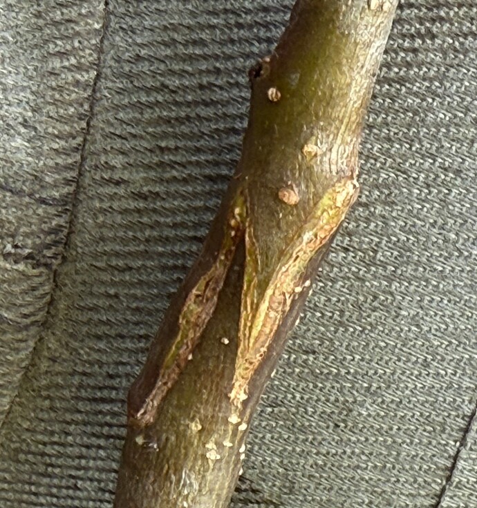 Grafts-2025-M111-NY75414