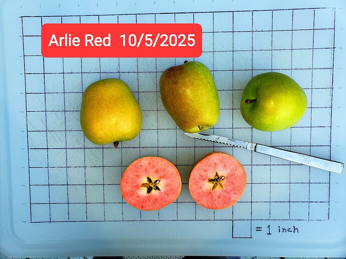 arlie red
