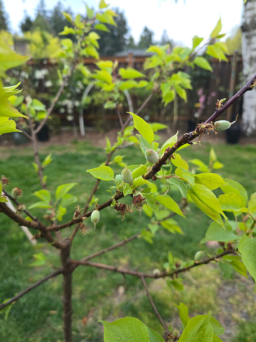 Flavor Delight Aprium