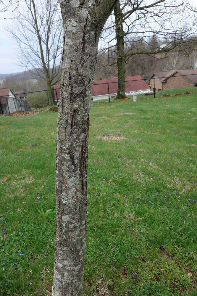 Zestar apple with cuts in it (5)