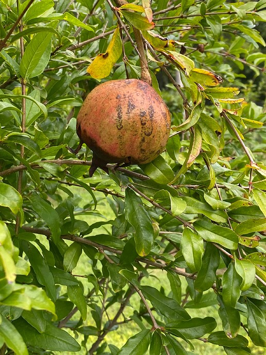 Fungus Among Us - Yikes