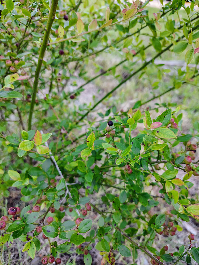 IMG_20260503_183458750_HDR_AE