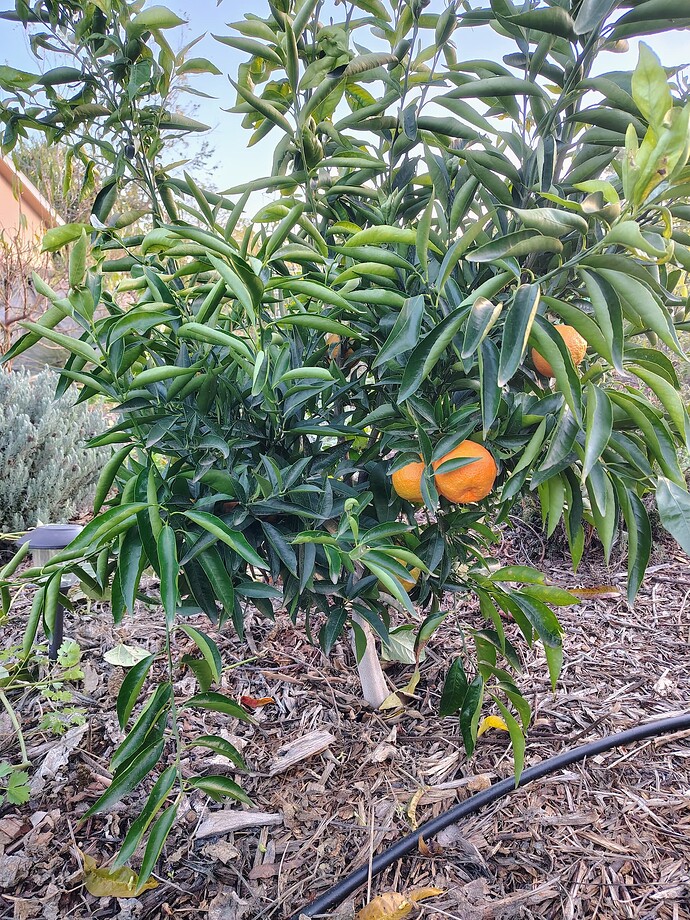 IMG_20251203_163421377_HDR_AE