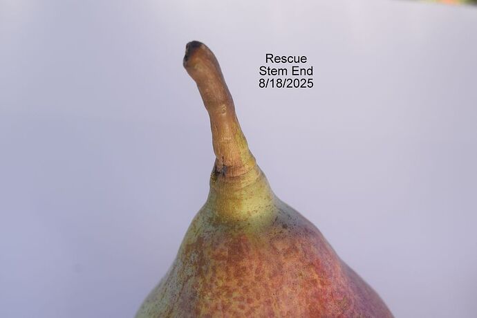 RESCUE STEM 8-18-2025RS