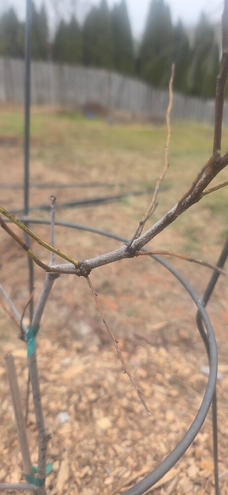 17649578405814187559177220255928