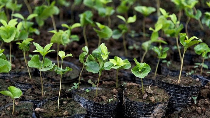 Close-up of many seedlings in black bags for planting in a greenhouse under indirect light