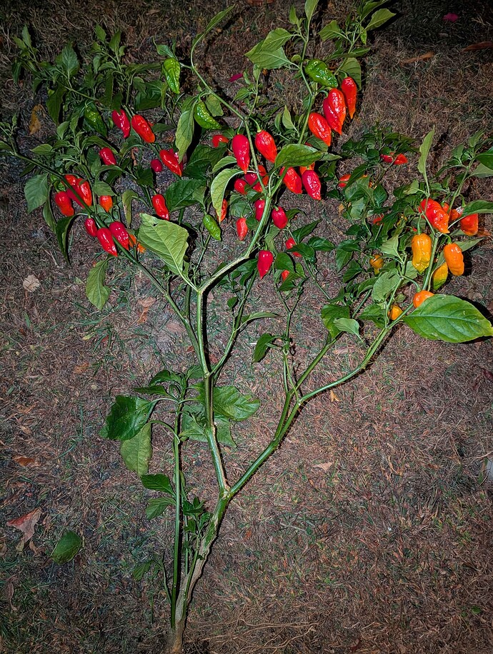 PXL_20251107_055434797