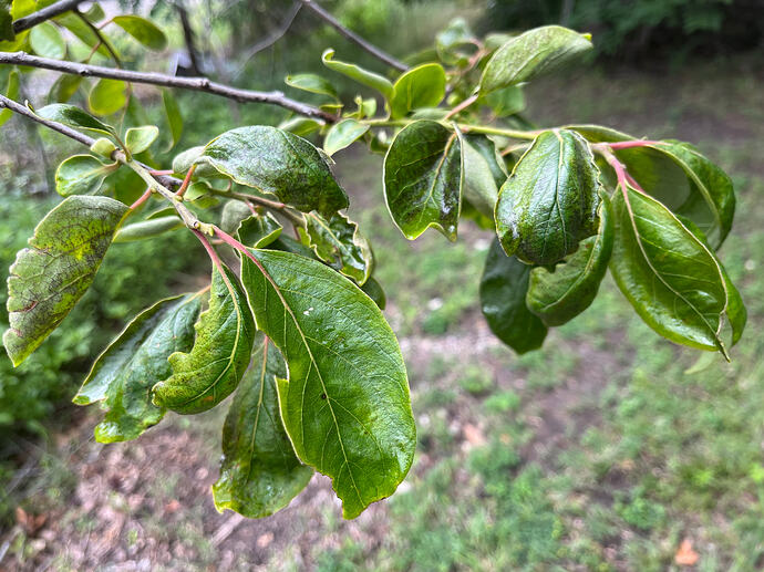 Rosseyanka leaves 6-1-26 - #1