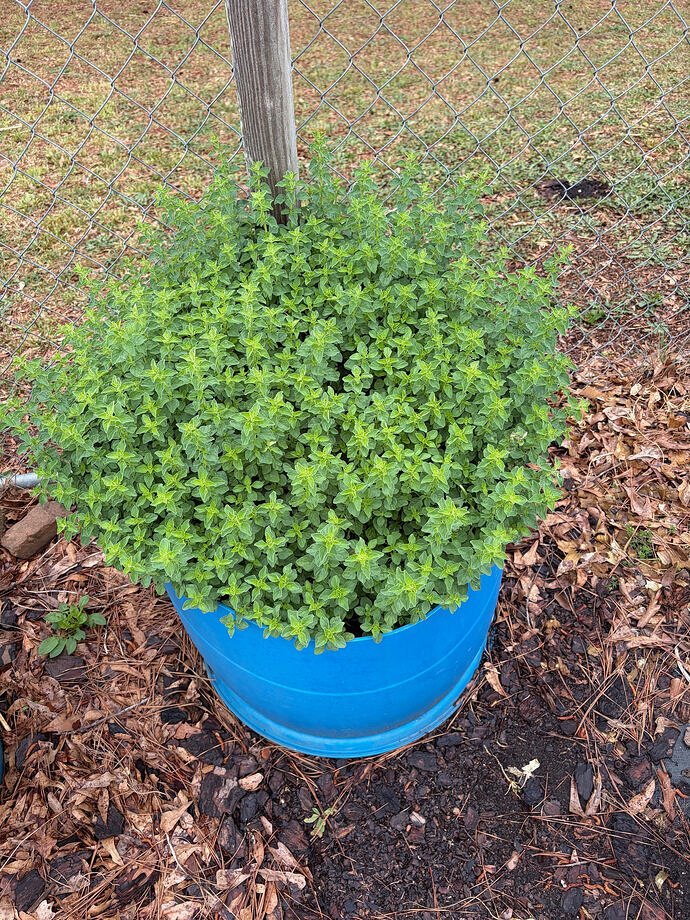 italian oregano