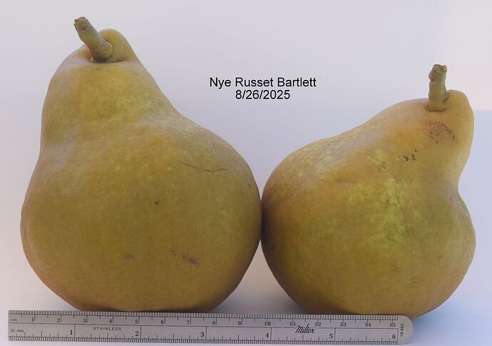 NYE RUSSET BARTLETT 8-26-2025RS