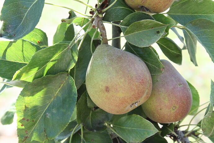 pyr2105.002.fruit.2011-1