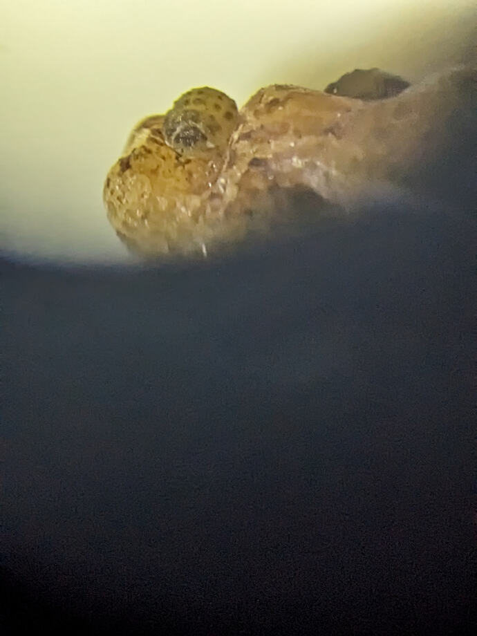 PXL_20240406_011742182.PORTRAIT.ORIGINAL