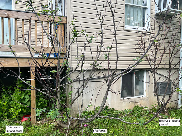Fig_ph_05-28-2026