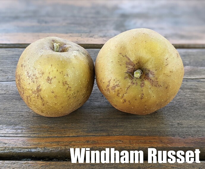 Windham Russet_2025