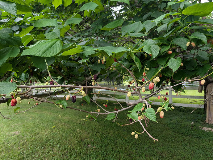 deer browse mulberry