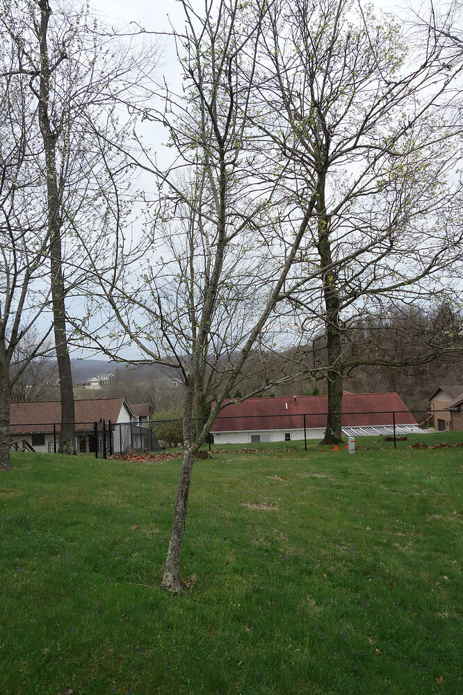 Zestar apple with cuts in it (4)