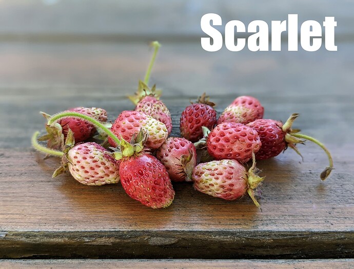 Scarlet_2025